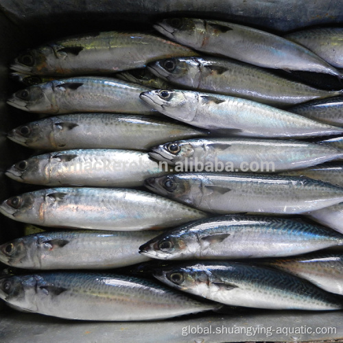 Best Bqf Frozen Pacific Mackerel High Quality Chinese Fish Whole Round Frozen Pacific Mackerel For Canned Food Supplier